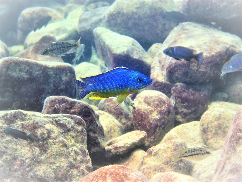 Protomelas sp. 'hertae' Thumbi West Island